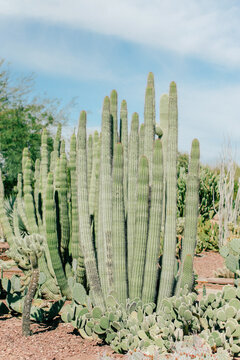 Tall cactus surrounding by brown dirt