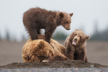 Two Brown Bear Cubs Play Atop Their Mom