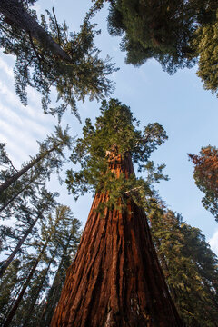 Giant Sequoia trees at King's Canyon National Park, California.