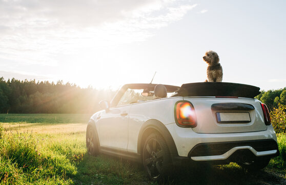 cute dog sitting on the top of a convertible mini car at sunset