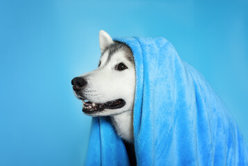 Horizontal studio photo of happy smiling grey white siberian husky with towel on his head on blue background © Anna Darahan