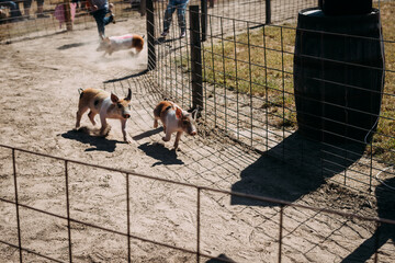 Running piglets being chased around a track in pig race at famil