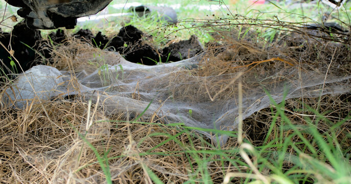 The web of a spider with a carpet on the grass is dense and white