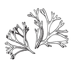 Sea plant ink hand drawn illustration isolated on white background. Codium single, helpful seaweed black white line vector. Design element for package, label, wrapping, marine collection