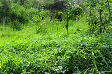 Beautiful Landscape. Abstract nature background. beautiful jungle landscape Post monsoon lush green landscape. green grass in the field. monsoon meadow landscape on a sunny day. Nature eco friendly.