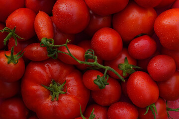 Top view of branch of delicious fresh red tomatoes. Tomato texture. 