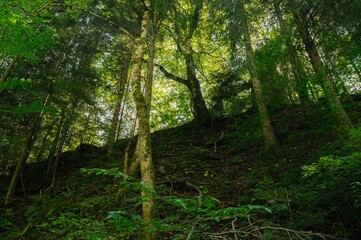 Trees in the forest on the mountainside