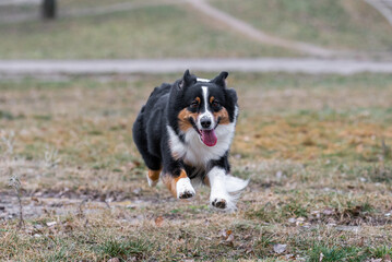 Action motion photo of happy black tricolor australian shepherd dog running at the park