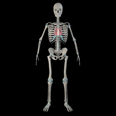 3d Illustration of Transversus Thoracis Muscles on Male Human Body Body