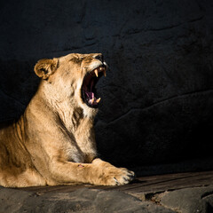 Löwin zeigt Zähne