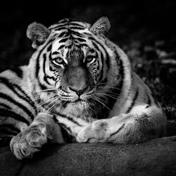 Junger Tiger