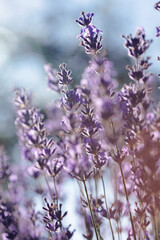 Provence - lavender field