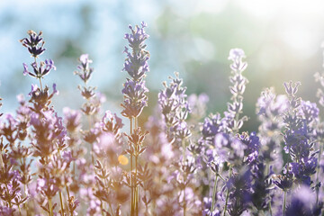 Provence - lavender field