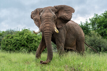 Elephant bull walking in the Kruger National Park in South Africa