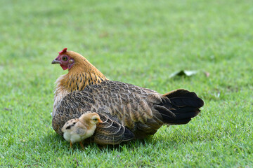 Mother hen and chicks among green nature in the morning