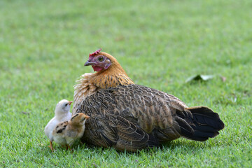 Mother hen and chicks looking for food in green nature