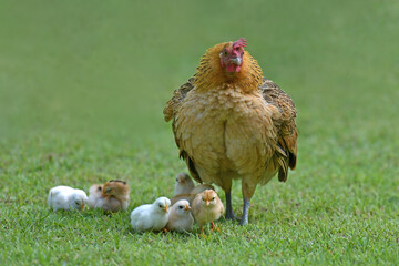 Mother hen and chicks in the green nature in the morning