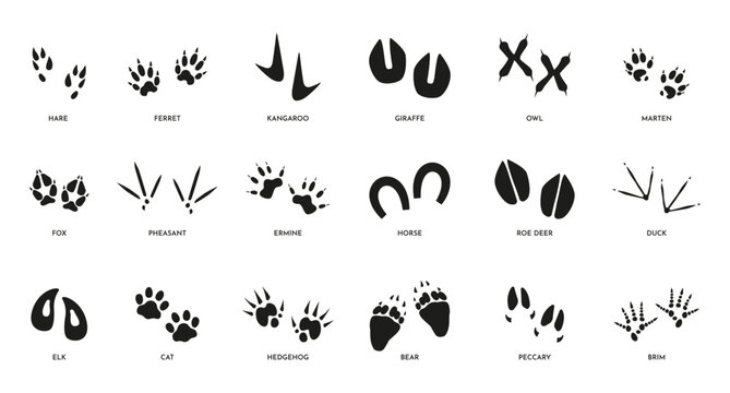 Animal footsteps. Horse fox bear and cat paw track silhouettes, wildlife black footprint icons on white. Vector isolated collection. Different trace shapes in nature, step imprints set