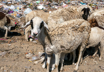 A herd of goats looking for food in the landfill, in Indonesia
