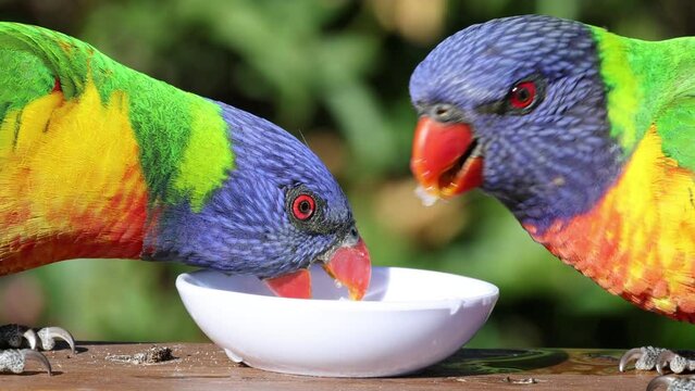 Rainbow Lorikeet couple bird enjoying a sugar treat up close.