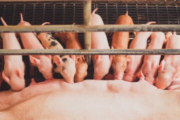 Newborn piglets need milk from the sow. ,Receiving newborn milk to build immunity , the swine...
