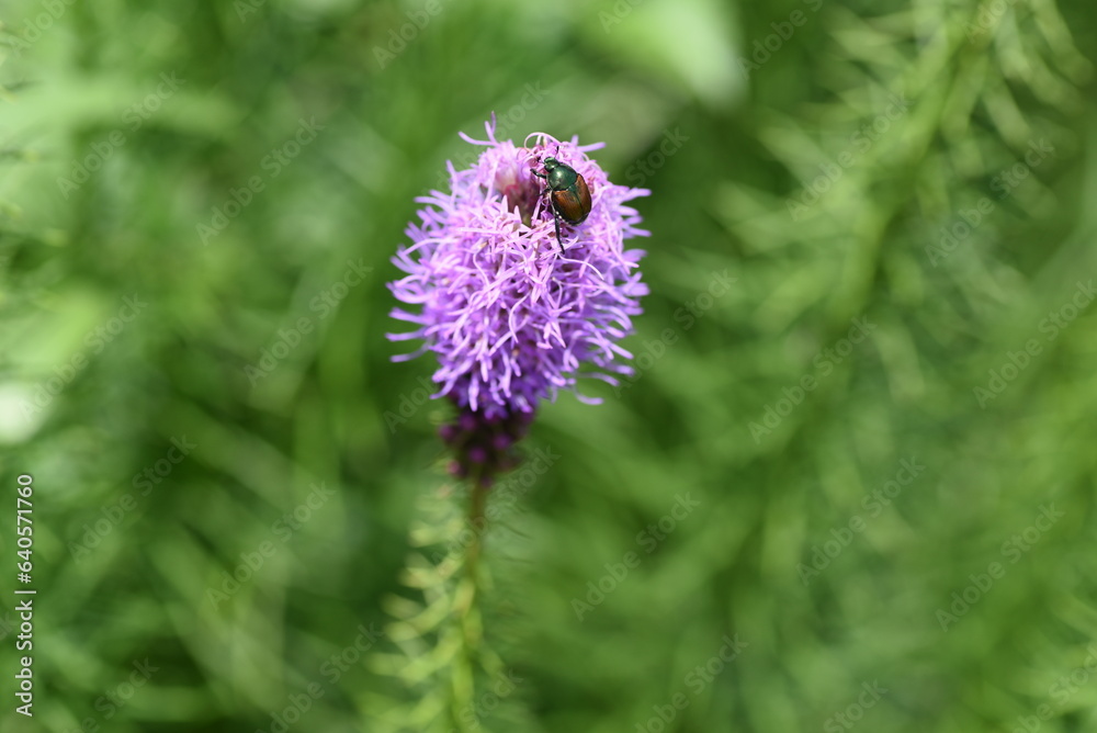 Canvas Prints Blazing star ( Liatris spicata ) flowers. Asteraceae perennial plants. From July to September, many purple or white florets bloom on spikes at the tip of the stem.