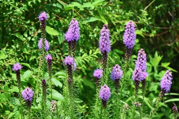 Blazing star ( Liatris spicata ) flowers. Asteraceae perennial plants. From July to September, many purple or white florets bloom on spikes at the tip of the stem.