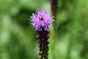 Blazing star ( Liatris spicata ) flowers. Asteraceae perennial plants. From July to September, many purple or white florets bloom on spikes at the tip of the stem.