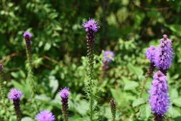 Blazing star ( Liatris spicata ) flowers. Asteraceae perennial plants. From July to September, many purple or white florets bloom on spikes at the tip of the stem.