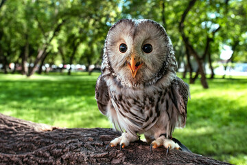 A beautiful owl, the Ural Owl, sits on a tree in the forest.