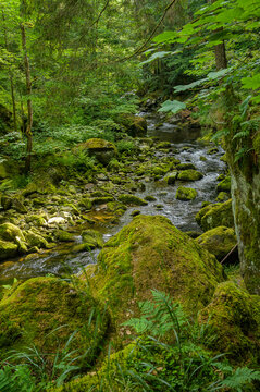 Buchberger Leite im bayerischen Wald 227023.jpg