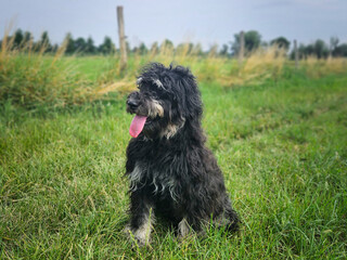 Goldendoodle dog sitting on the meadow. Black doodle with phantom drawing.