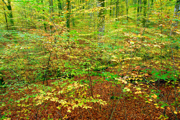 Beech forest (Fagus sylvatica) with autumn colors