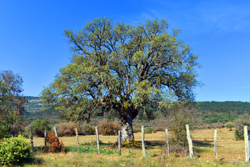 An oak (Quercus ilex subsp. ilex) in a meadow with blue sky