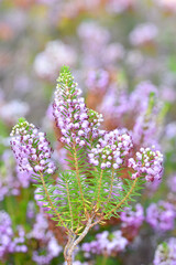 The Cornish heath (Erica vagans) in flower