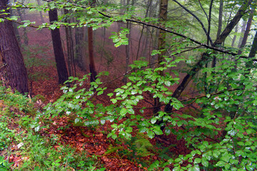 Branches of a beech (Fagus sylvatica) in a forest