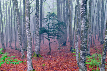 Young specimen of Yew (Taxus baccata) in a beech forest (Fagus sylvatica) with fog