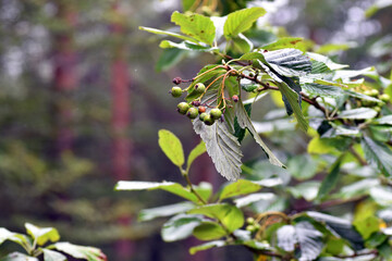 Leaves and green fruits of the whitebeam (Sorbus aria) - obrazy, fototapety, plakaty