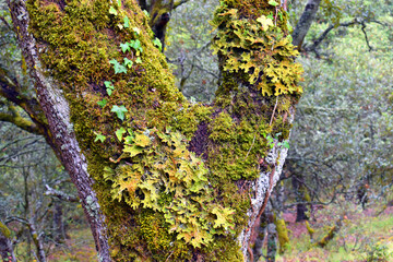 The medicinal lichen Lobaria pulmonaria on the trunk of an oak tree