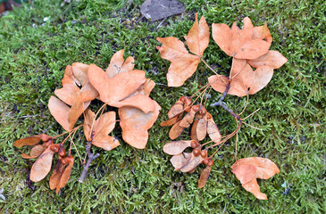 Dried leaves and fruits (samaras) of the Montpellier maple (Acer monspessulanum) on the ground