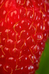 The texture of fresh ripe raspberry. Berry closeup.