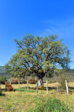 Vertical image of a holm oak (Quercus ilex subsp. ilex) in a meadow with blue sky