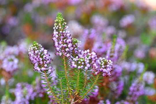 The Cornish heath (Erica vagans) in flower