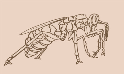 Vector sketch of wasp on sepia background, insect. Graphical vintage illustration