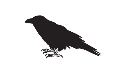 Ink pen vector silhouette of crow isolated on white background. Element for design,tattoo and printing
