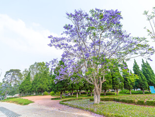 Jacaranda trees bloom in the park or along the roadside, signaling the arrival of spring