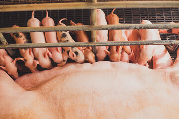 Newborn piglets need milk from the sow. ,Receiving newborn milk to build immunity , the swine industry © puwanai8039