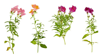 set of snapdragon flowers in multiple colors isolated transparent png