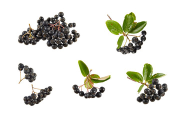 set of aronia berries and branches isolated transparent png