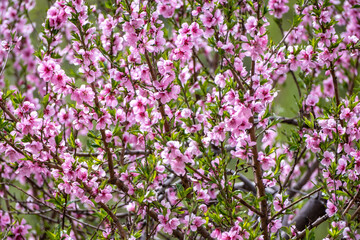 Cherry blossom and apricot blossom is northern areas of Gilgit Baltistan, pakistan